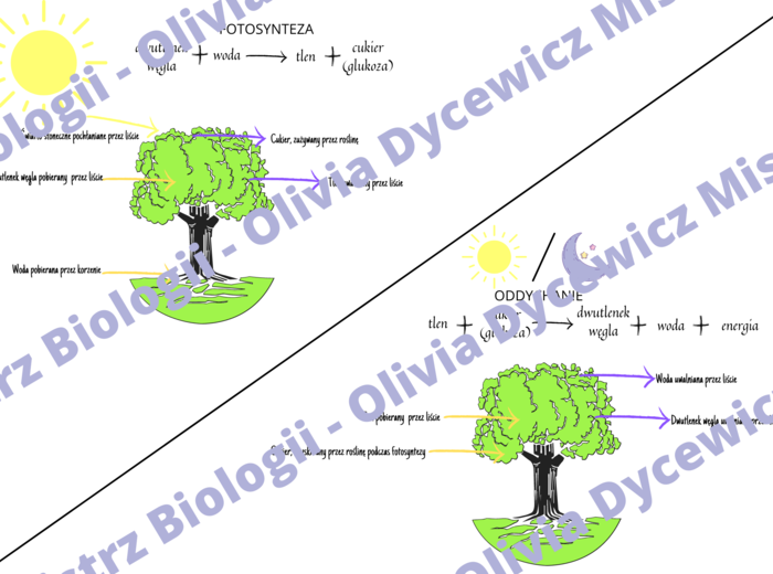 Porównanie fotosyntezy i oddychania