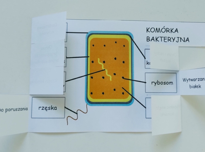 Komórka bakteryjna - okienkowa notatka