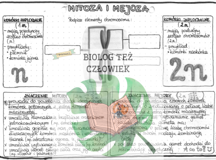 Genetyka - mitoza i mejoza - szarość