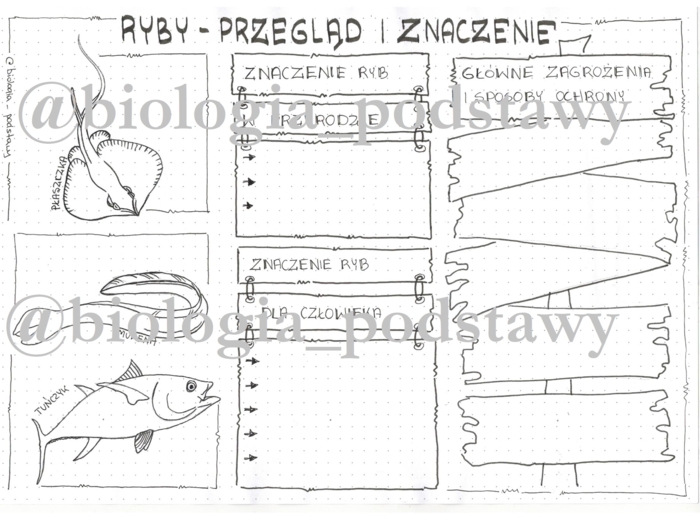 Klasa 6 - Ryby - przegląd i znaczenie - KP7