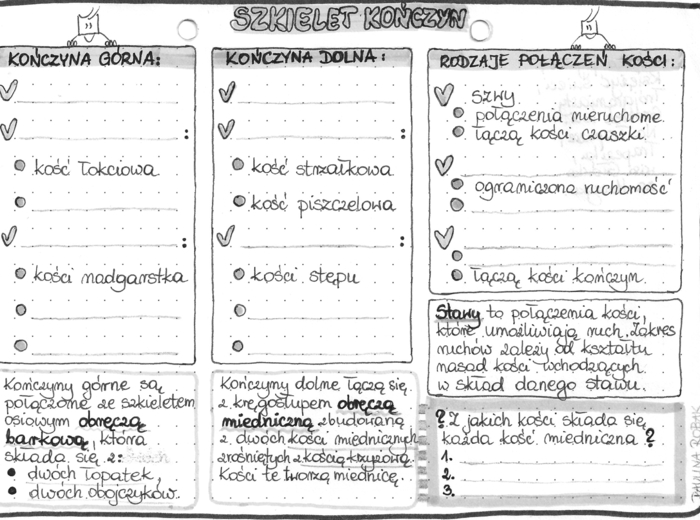 Układ szkieletowy (kostny) - szkielet kończyn - klasa 7 - szarość