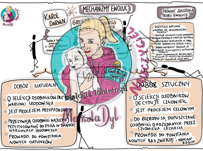 Mechanizmy ewolucji. Klasa 8, wklejka do zeszytu.