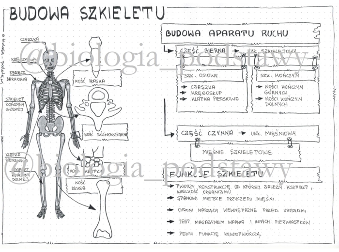 Klasa 7 - Budowa szkieletu - sketchnotka