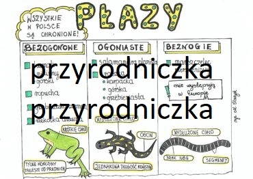 Klasa 6. Biologia. Przegląd płazów