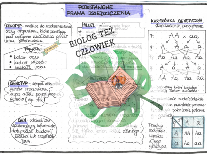 Genetyka (podstawowe pojęcia, pierwsze prawo Mendla, dziedziczenie jednogenowe) - kolor