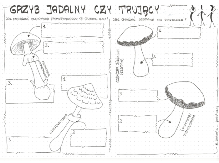 Jak odróżnić grzyb jadalny od trującego? - klasa 5