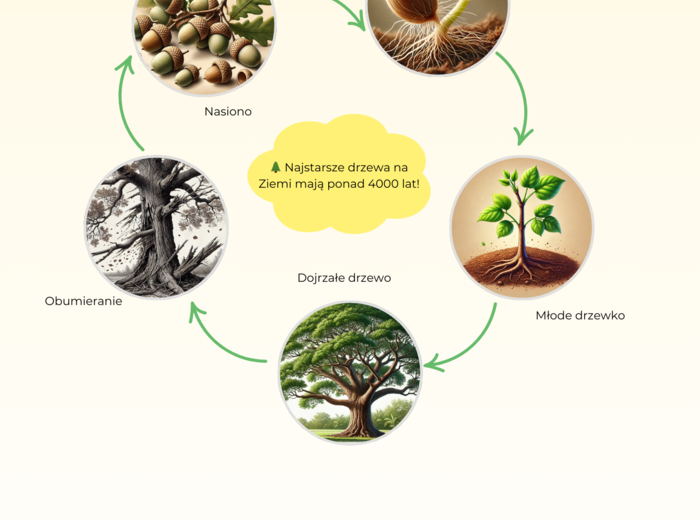 Plansze edukacyjne. Ekosystemy. Gatunki zagrożone. Segregacja odpadów. Cykl życia drzew. Owady zapylające.