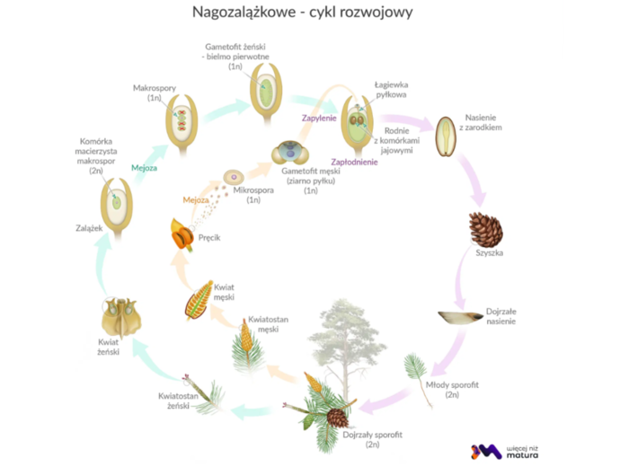 nagozalążkowe + okrytozalążkowe 2 KLASA BIOLOGIA ROZSZERZONA