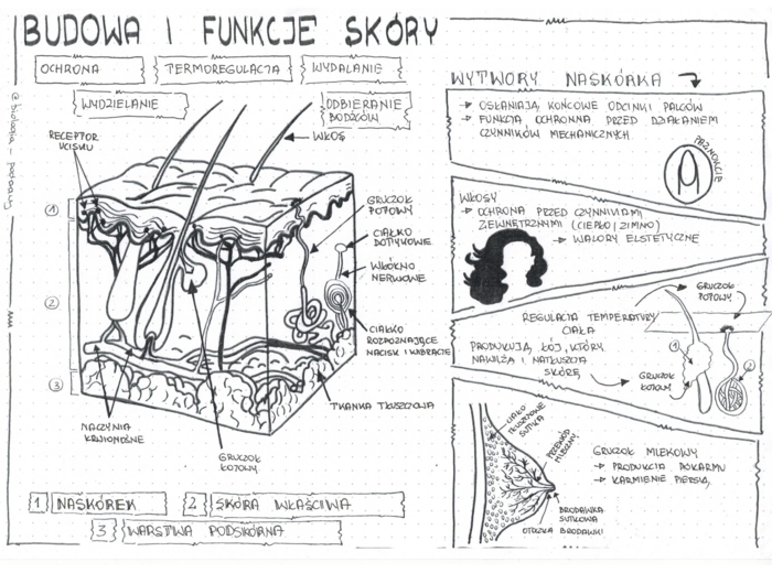 Klasa 7 - Skóra. Budowa i funkcje - sketchnotka