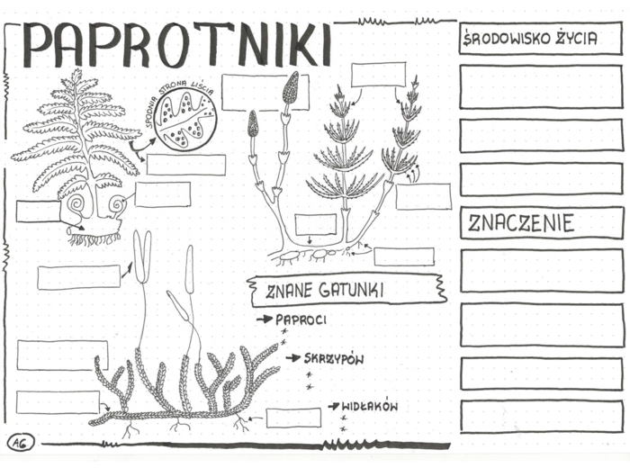 Paprotniki - Karta Pracy - klasa 5