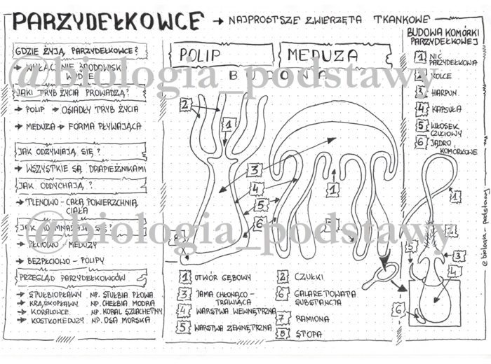 Klasa 6 - Parzydełkowce - sketchnotka