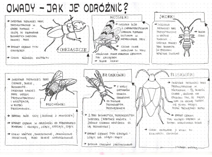Klasa 6 - Owady - sketchnotka