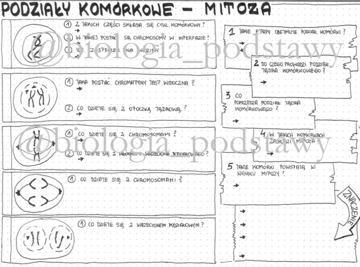 Klasa 8 - Mitoza - KP