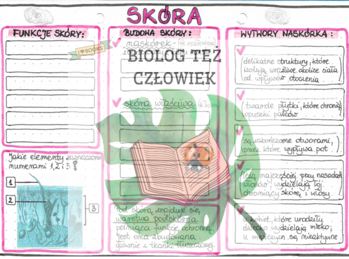 Skóra (budowa i funkcje) - kolor