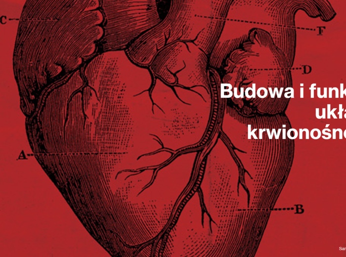 Budowa i funkcje układu krwionośnego KLASA 3 ROZSZERZENIE BIOLOGIA