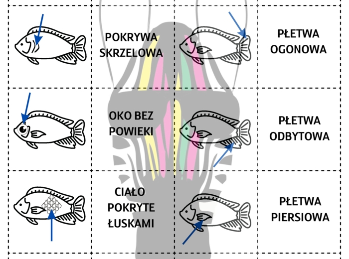 Memory gra to chyba RYBA