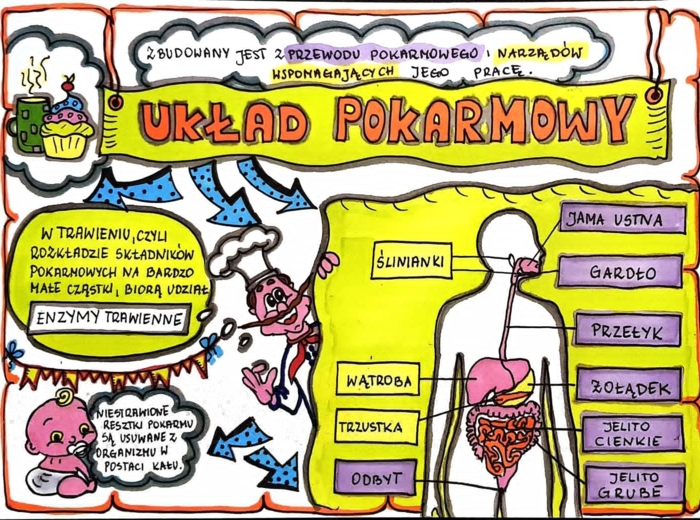 Klasa 4. Przyroda. Karta pracy. Układ pokarmowy