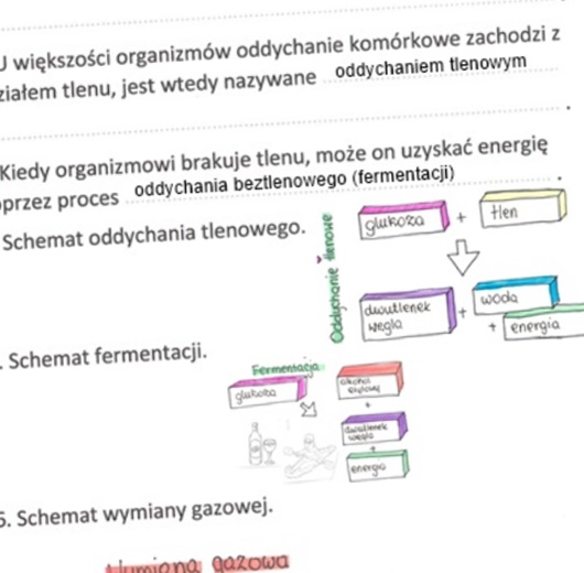 Sposoby oddychania organizmów (KP 2 uzupełniona)