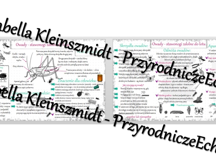Sketchnotka - notatka „Owady - stawonogi zdolne do lotu” wykonana w power point do edycji. Biologia 6; „Stawonogi i mięczaki”
