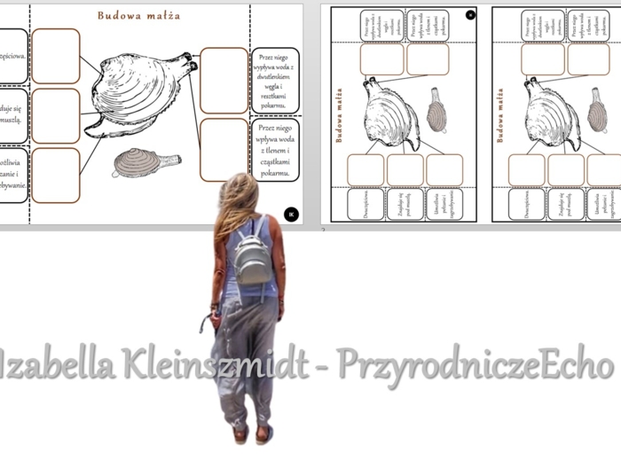 Notatka okienkowa „Budowa małża”, „Mięczaki – zwierzęta, które mają miękkie ciało”. Biologia 6 „Stawonogi i mięczaki”.