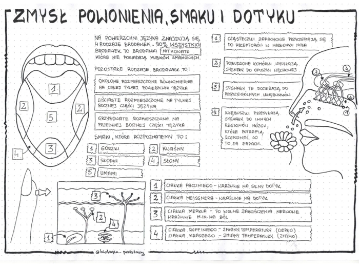 Zmysł smaku, powonienia, dotyku - klasa 7 - sketchnotka