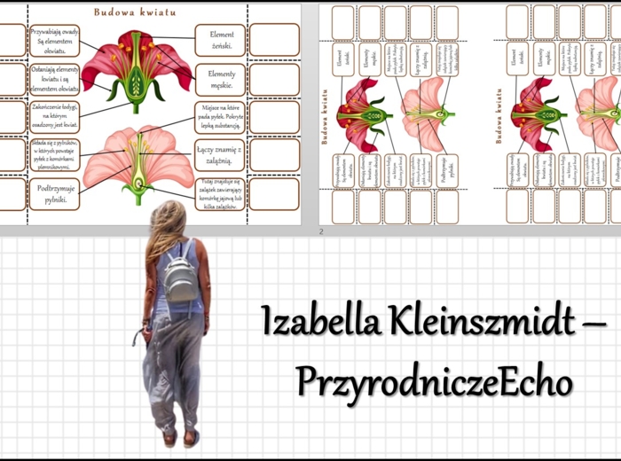 Notatka okienkowa „Budowa kwiatu”, „Okrytonasienne” w pdf. Biologia 5 dział „Różnorodność roślin”.
