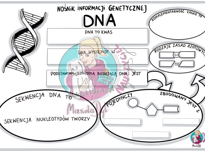 Nośnik informacji genetycznej DNA- karta pracy klasa 8