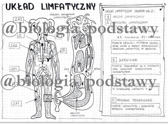 Klasa 7 - Układ limfatyczny - sketchnotka