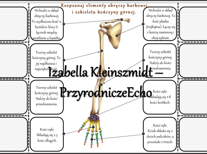 Notatka okienkowa/stacja zadaniowe/notatka interaktywna/notatka graficzna/karta pracy/sketchnotka „Szkielet obręczy i kończyn”, „Szkielet obręczy”, „Szkielet kończyn” w pdf. „Szkielet kończyn”. Biologia 7, dział „Aparat ruchu”. Materiał wykonany na podst