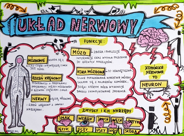 Klasa 4. Przyroda. Karta pracy. Układ nerwowy