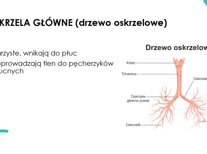 Układ oddechowy KLASA 2 PODSTAWA BIOLOGIA
