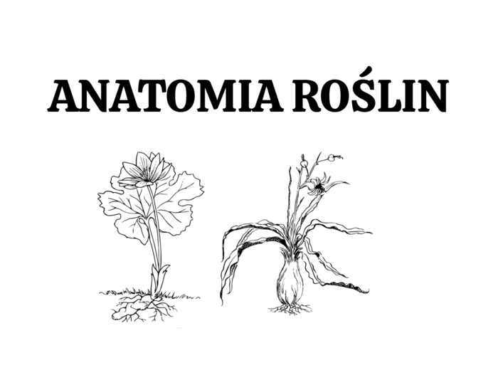 Anatomia roślin - KLASA 2 ROZSZERZENIE
