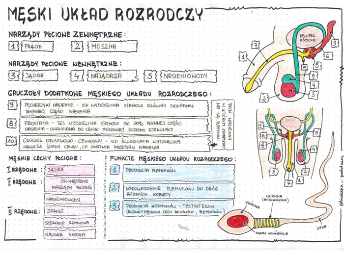Męski układ rozrodczy - anatomia - klasa 7 - kolorowa sketchnotka