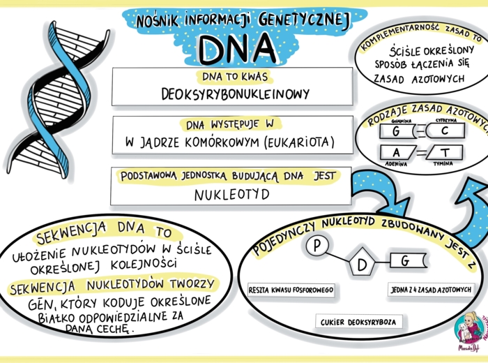 Nośnik informacji genetycznej - DNA - sketchnotka - klasa 8