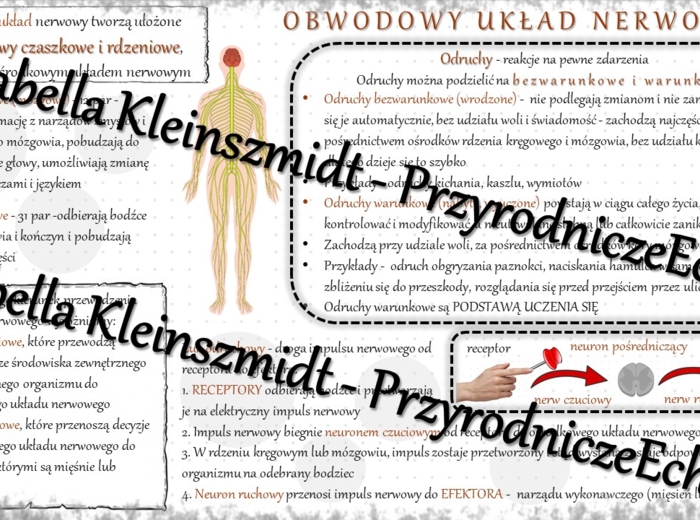 Sketchnotka - notatka „Obwodowy układ nerwowy. Odruchy” wykonana w power point do edycji. Biologia 7; „Regulacja nerwowo-hormonalna