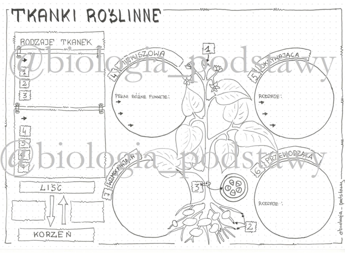 Klasa 5 - Tkanki roślinne - kp
