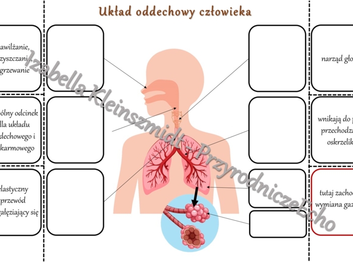 Notatka okienkowa „Budowa układu oddechowego”. Przyroda 4 / Biologia 7. „Układ oddechowy”, „Układ oddechowy zapewnia wymianę gazową”