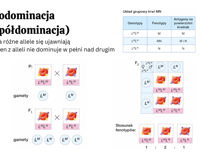 Genetyka klasyczna 4 KLASA ROZSZERZENIE