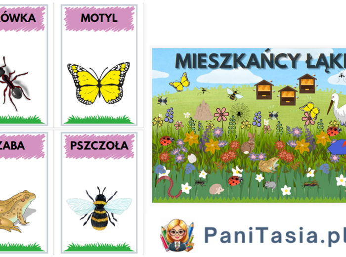 Mieszkańcy łąki - plakat + zwierzęta i rośliny PAKIET