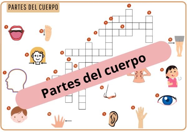 Krzyżówka obrazkowa "Las partes del cuerpo" (części ciała) - z odpowiedziami