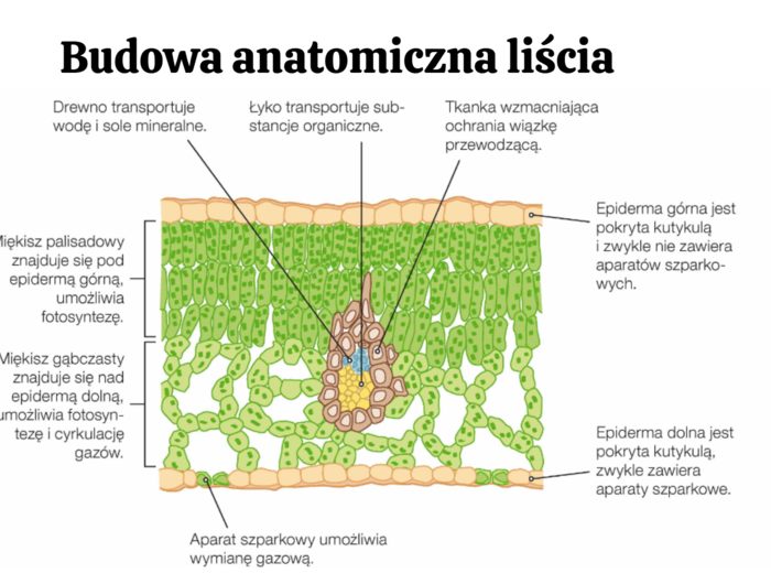 Pęd + liść 2 KLASA ROZSZERZENIE