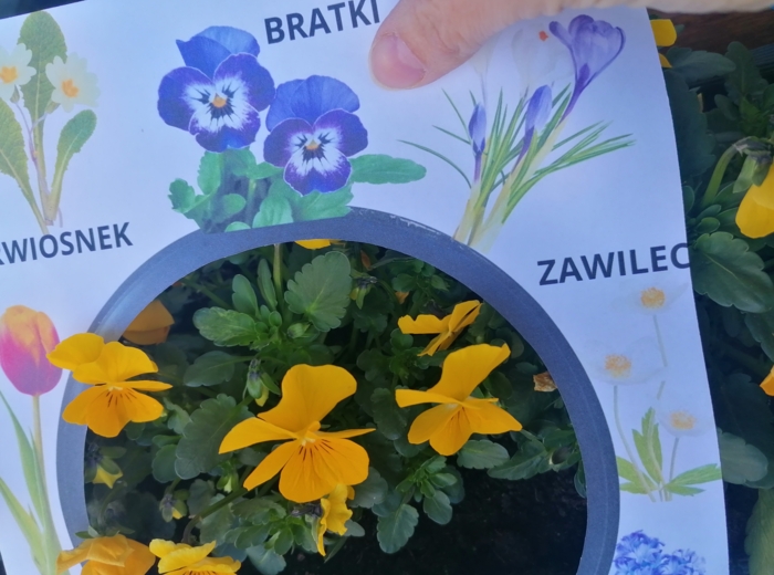 Wiosenne lupy i karty spaceru