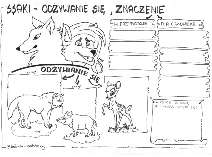 Ssaki - klasa 6 - karta pracy cz.3