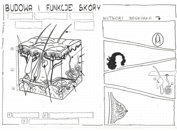 Klasa 7 - Skóra. Budowa i funkcje - karta pracy