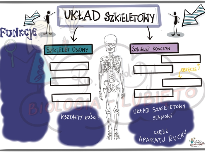 Układ szkieletowy. Klasa 7 Karta pracy