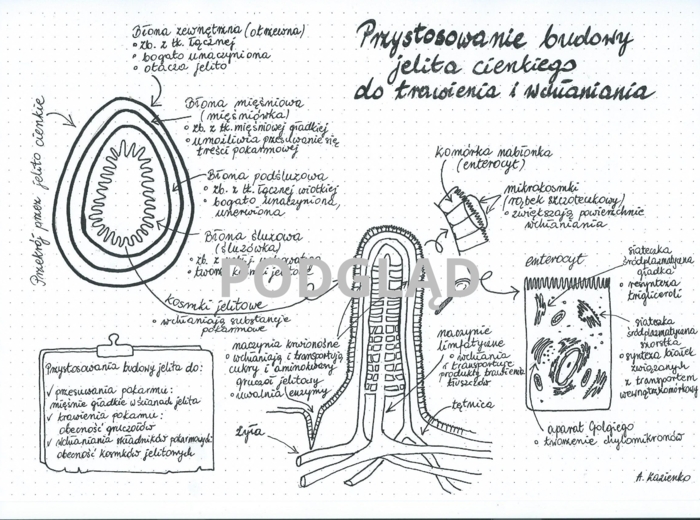 Jelito cienkie - Przystosowanie budowy jelita cienkiego do pełnionych funkcji