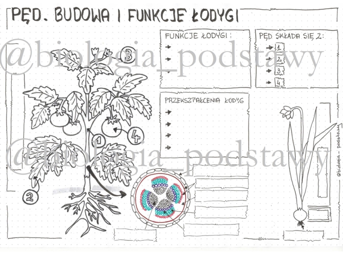 Klasa 5 - Pęd. Budowa i funkcje łodygi - KP