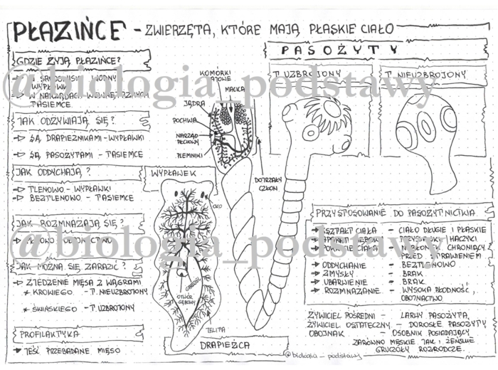 Klasa 6 - Płazińce - sketchnotka