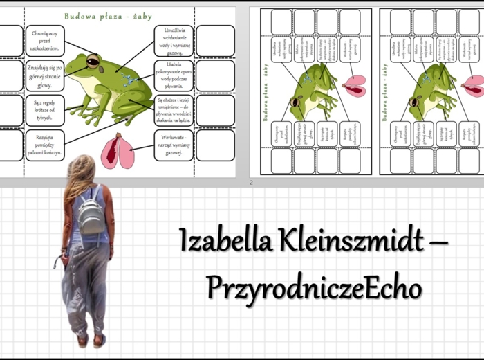 Notatka okienkowa „Budowa żaby”, „Płazy - kręgowce środowiska wodno-lądowego” w pdf. Biologia 6 dział „Kręgowce zmiennocieplne”.