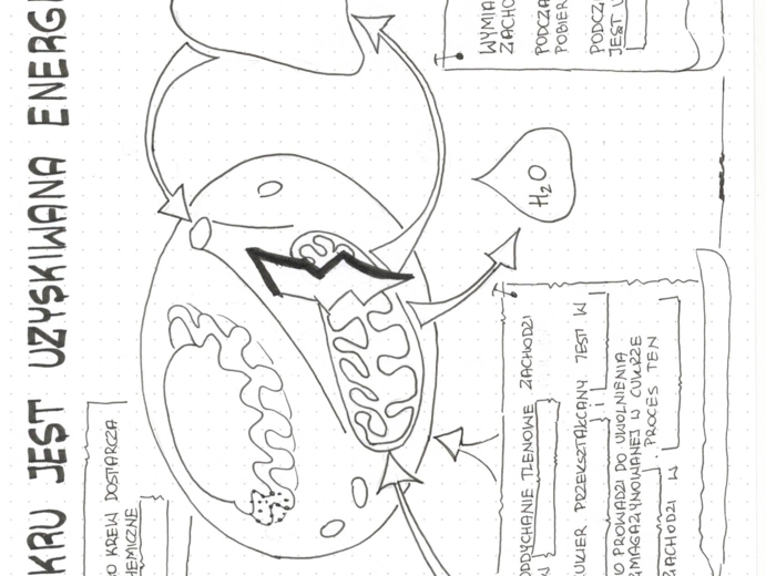Jak z cukru powstaje energia - klasa 5